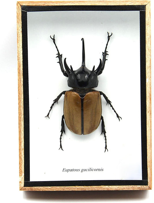 Eupatorus Gracilicornis | Taxidermy