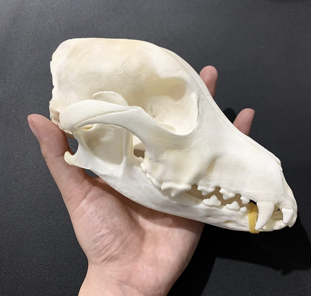 Dog skull | Taxidermy