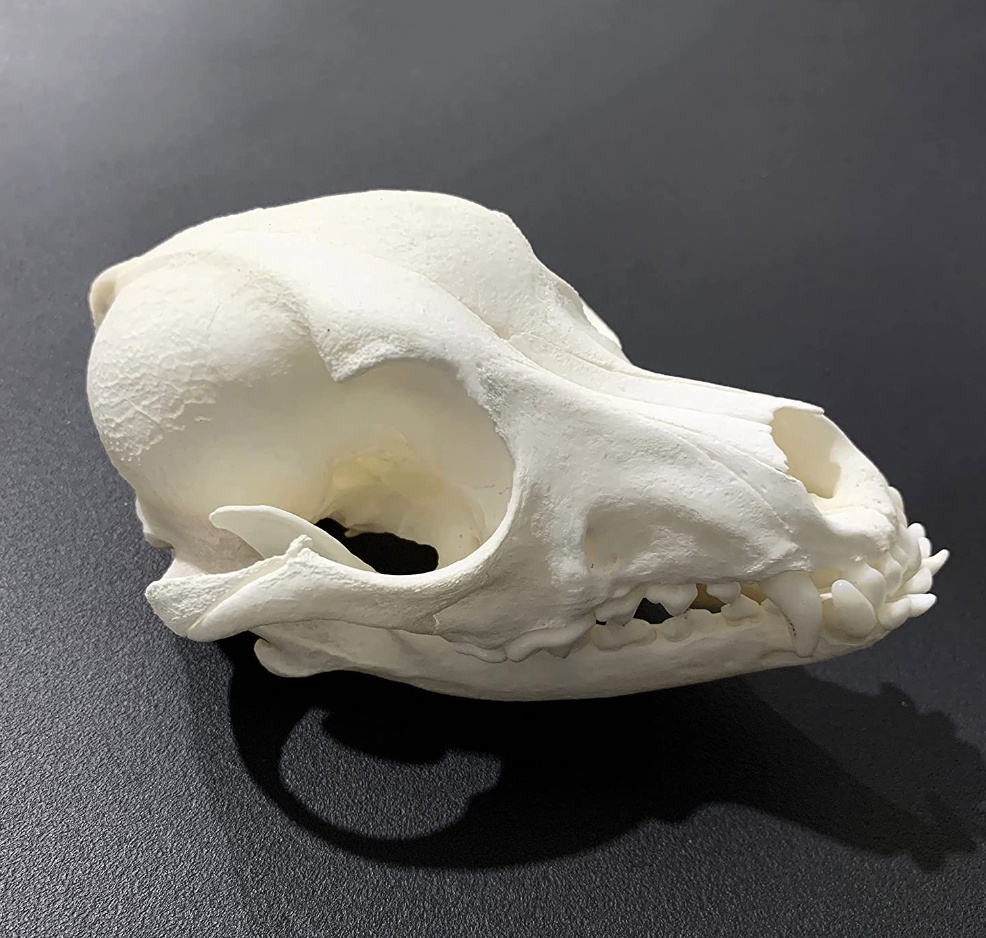 Dog skull | Taxidermy