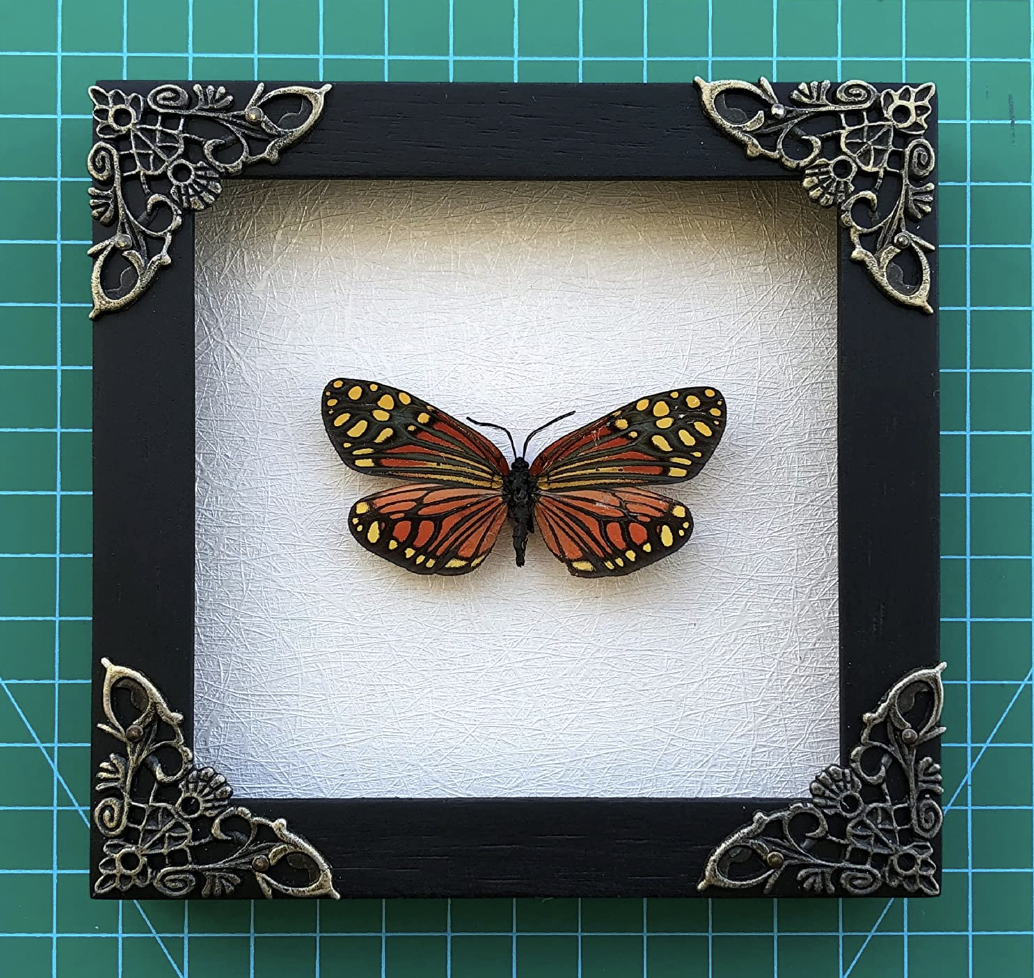 2 Framed Butterflies | Taxidermy
