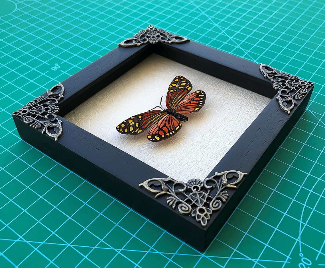 2 Framed Butterflies | Taxidermy