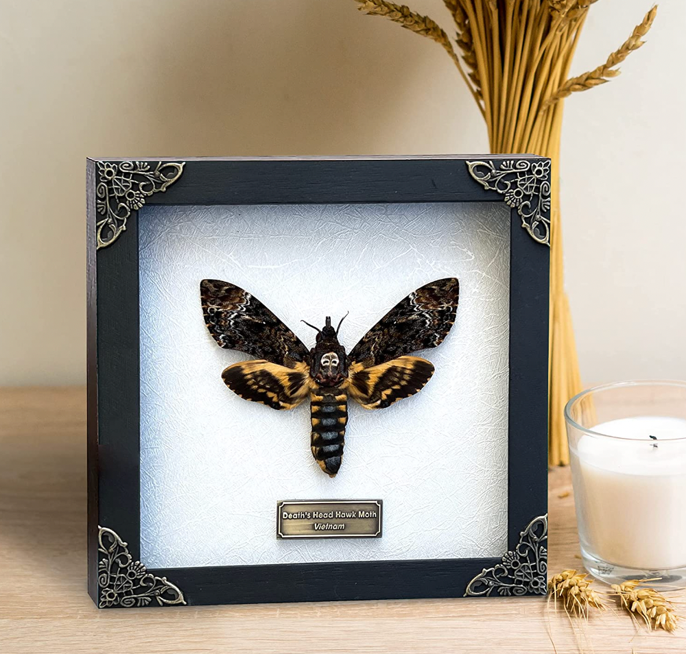 Death Head Moth | Taxidermy
