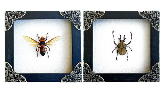 2 Framed Wasp & Beetle | Taxidermy
