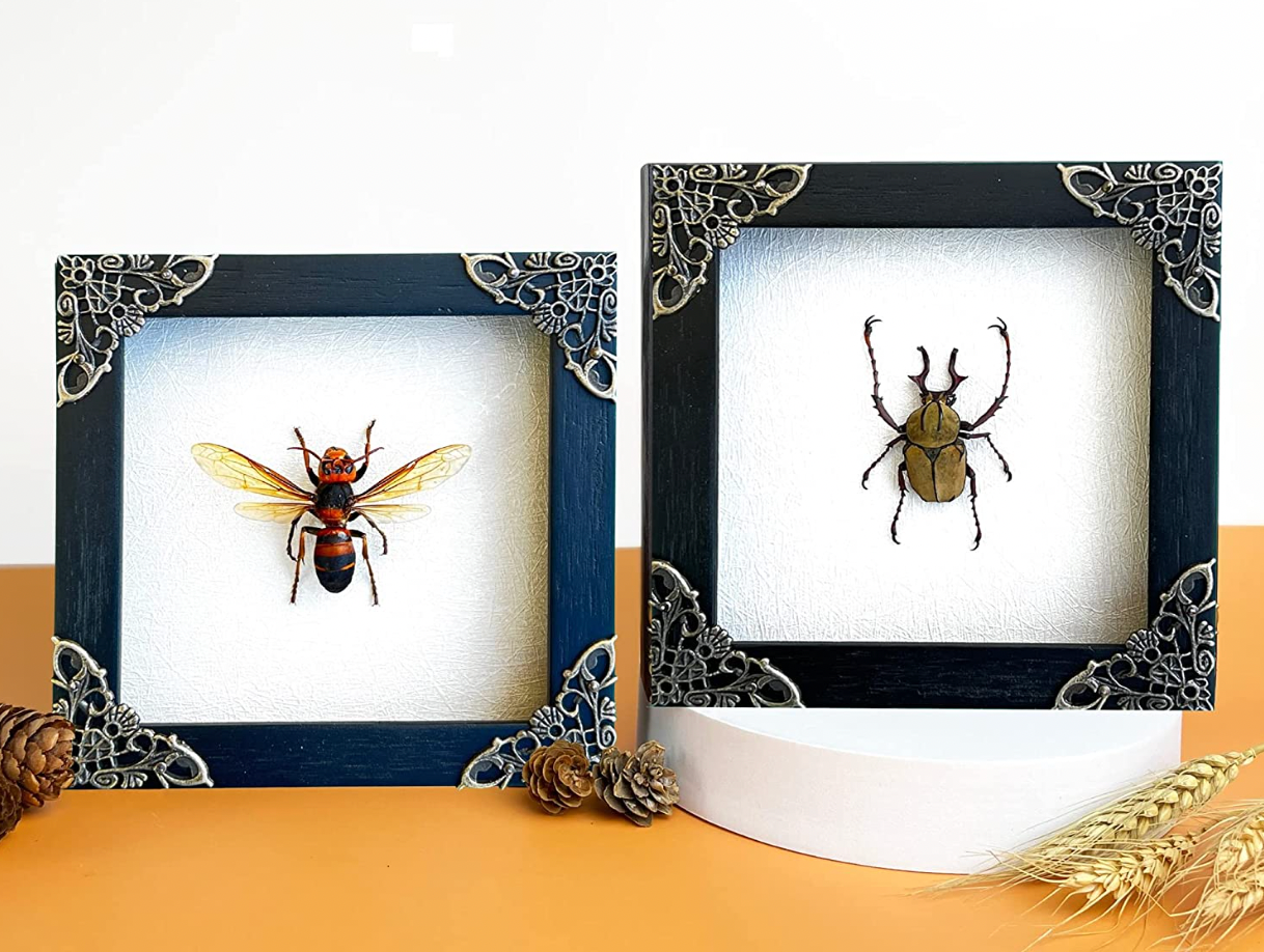 2 Framed Wasp & Beetle | Taxidermy