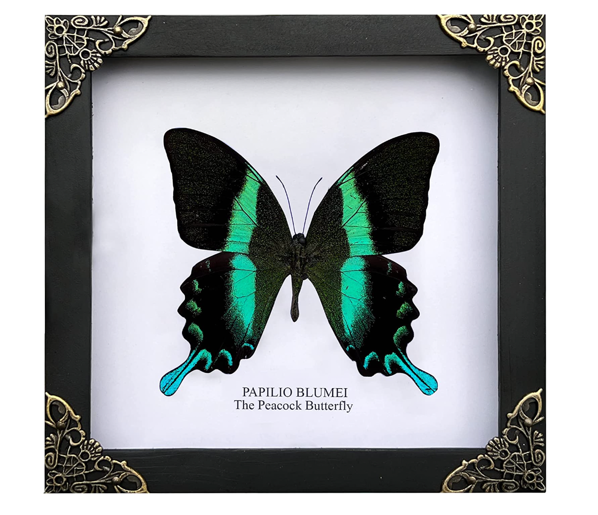 Papilio Blumei | Taxidermy
