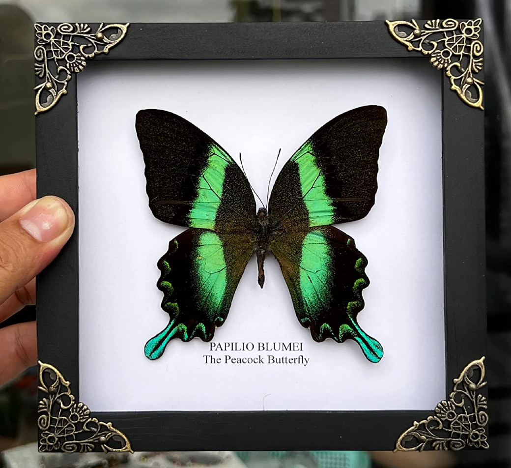 Papilio Blumei | Taxidermy