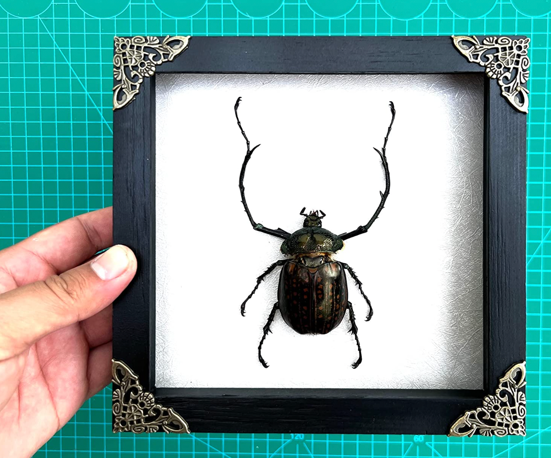 Cheirotonus Long Arm Beetle | Taxidermy
