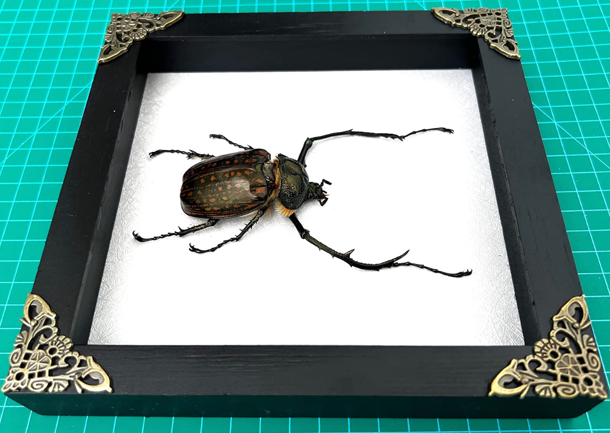 Cheirotonus Long Arm Beetle | Taxidermy