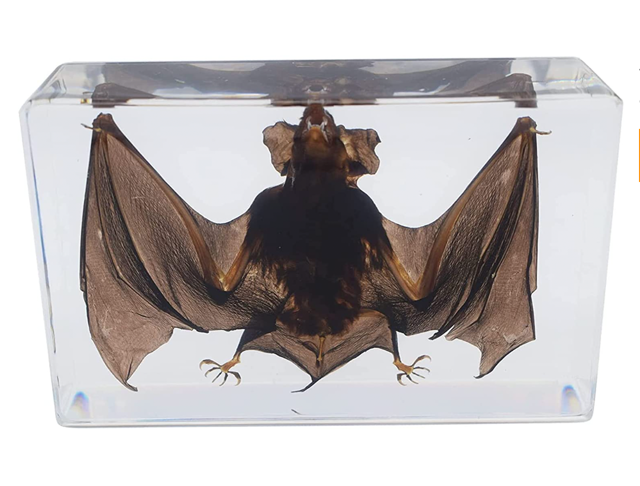Vampire Bat | Taxidermy